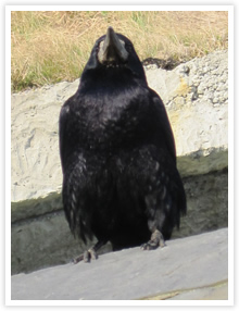 ワタリガラス。普通のカラスより一回り大きいのが特徴。